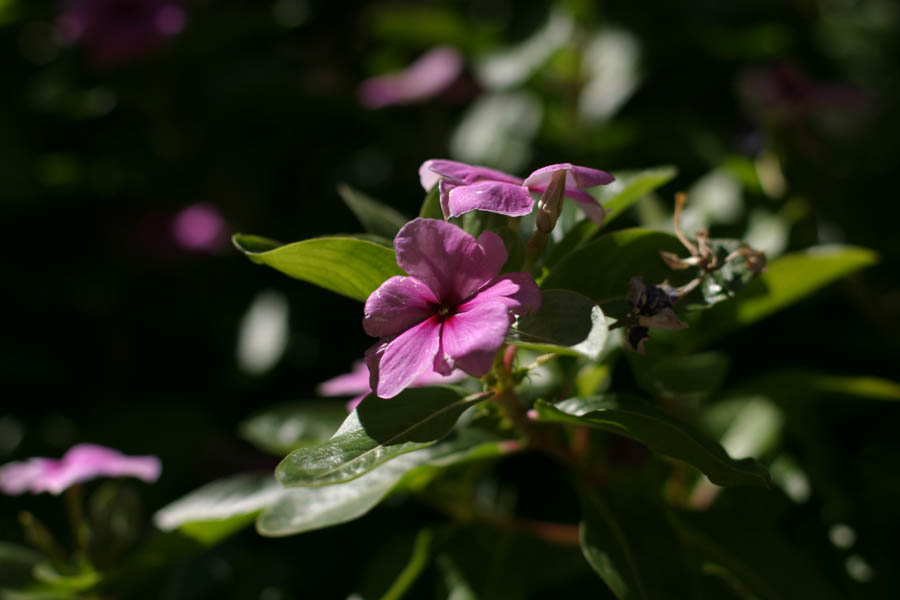 Some Purple flower (50mm, f/2.8, 1/3200 sec, Manual focus) <!--106_0640.CRW-->